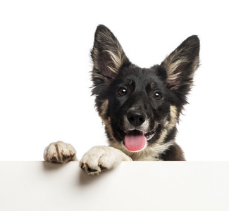 边境牧羊犬靠在一块白板