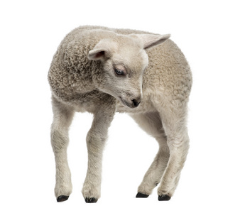 羊肉 8 周龄 上白色孤立
