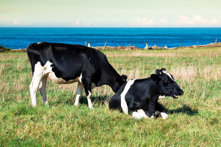 西班牙奶牛在海边农场 阿斯图里亚斯 西班牙