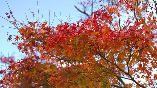 秋天的红叶在树枝上
