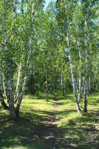 白桦树林中的路径。夏天风景