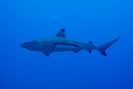 鲨鱼出没地带礁图片