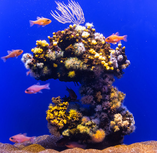 与植物和鱼类淡水蓝色水族馆