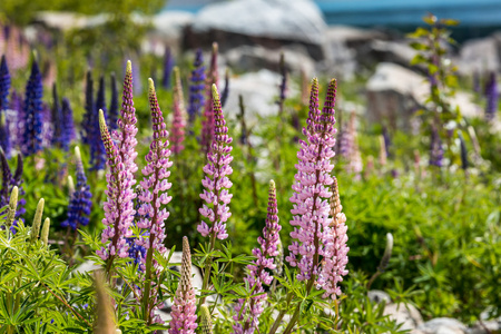 巍峨的大山，与 llupins 盛开，奥克兰，新西兰