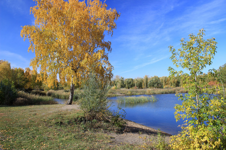 池塘附近的秋景观金桦