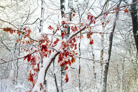 在雪中树木