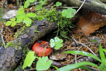 褐蘑菇种植在秋天的树林