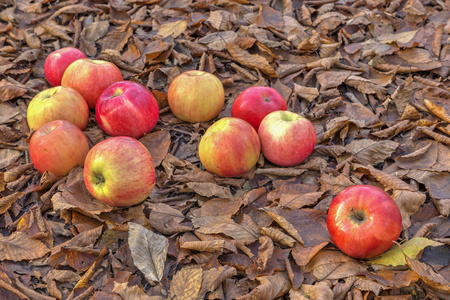 秋天的树林里的苹果