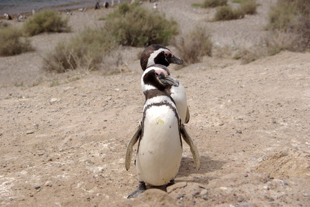 在巴塔哥尼亚的麦哲伦企鹅