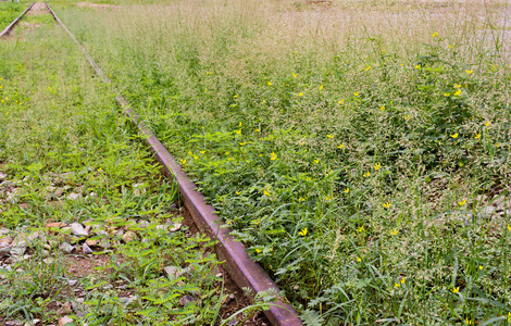一束花，背景是铁路公园里的一条旧铁路。