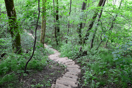 森林里的木楼梯。西古尔达