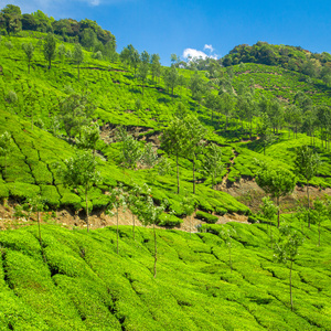 印度绿色茶园