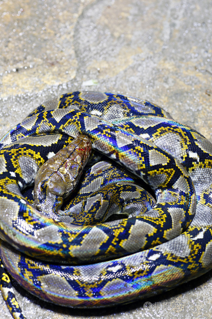 模式的皮肤蟒蛇照片-正版商用图片1hlokz-摄图新视界