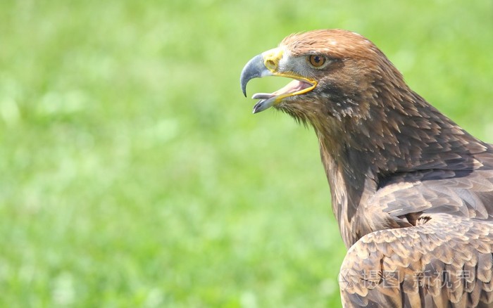 生气的鹰,开放鹰嘴和舌头