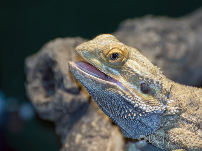内陆长须龙pogonaviticeps