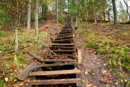 森林中的旧木制楼梯