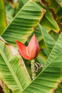 花园里的香蕉花