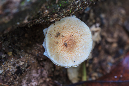 蘑菇生长在活的树上