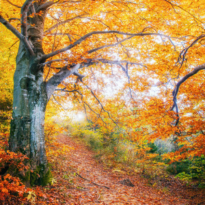 在秋天的森林道路。秋季景观