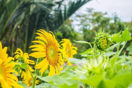 向日葵种植里面