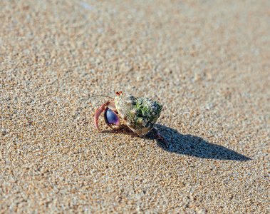 在沙滩上的寄居蟹