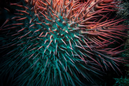 有毒刺冠海星(棘皮蚴)照片