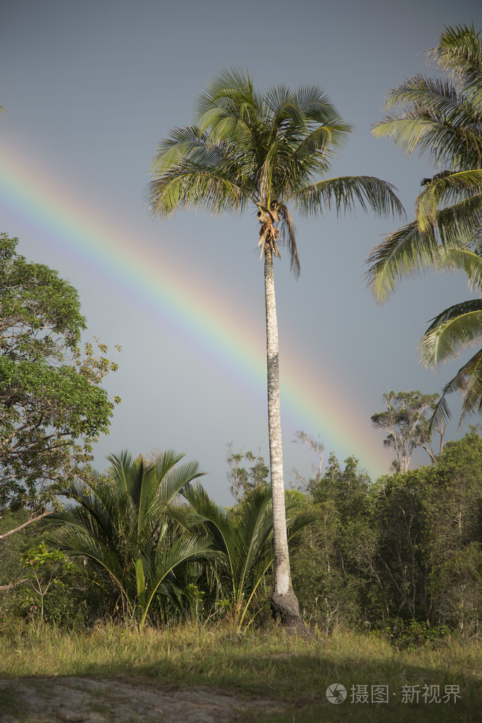 棕榈树多云的天空彩虹