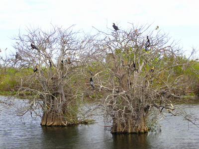 在中美洲荒野 mangroove 丛林