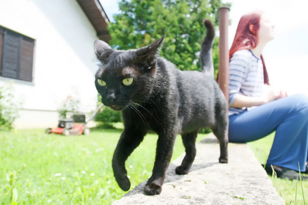 石头栅栏上的黑猫