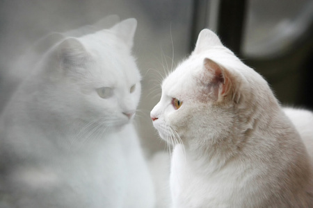 白色的猫镜面反射