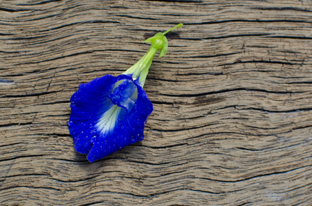 Clitoria ternatea L.或蝴蝶豌豆