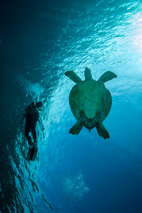 潜水员和绿海龟在 Derawan，加里曼丹，印度尼西亚水下照片