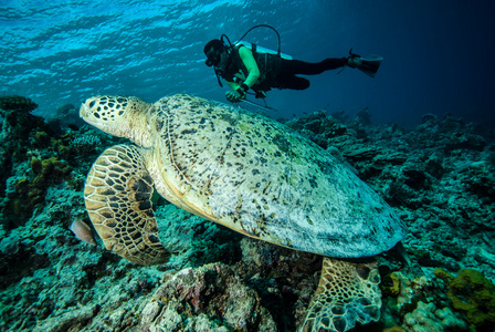 潜水员和绿海龟在 Derawan，加里曼丹，印度尼西亚水下照片