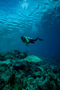 潜水员和绿海龟在 Derawan，加里曼丹，印度尼西亚水下照片