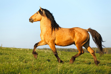 马在草地上自由奔跑