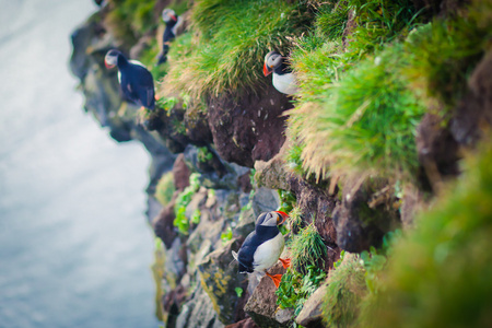 大西洋海雀 Latrabjarg 悬崖西方大多数部分的与欧洲的最大鸟悬崖，冰岛上的美丽充满生气的画面