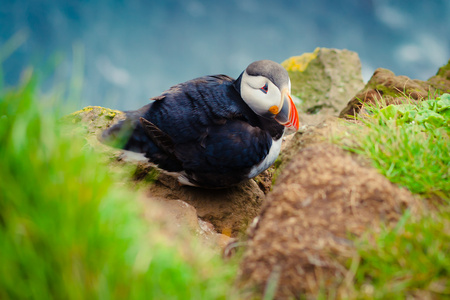大西洋海雀 Latrabjarg 悬崖西方大多数部分的与欧洲的最大鸟悬崖，冰岛上的美丽充满生气的画面