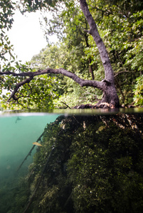 在 Kakaban，Derawan，加里曼丹，印度尼西亚水下红树林