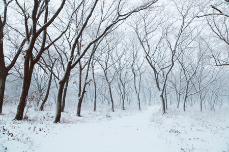 冬季景观