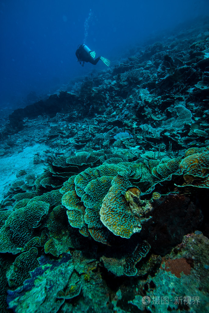 潜水员和各种珊瑚礁在 derawan,加里曼丹,印度尼西亚水下照片