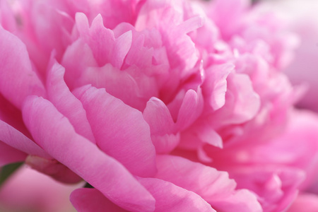 气味 牡丹 夏天 花瓣 区系地理 粉红色的