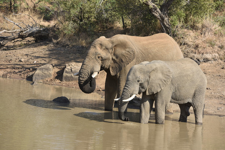 非洲大象在水中