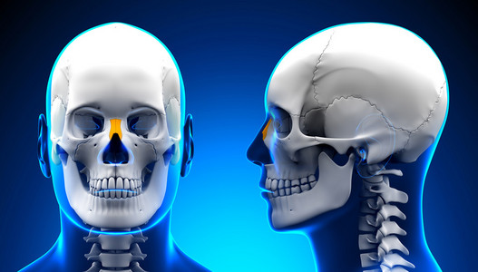 男性鼻骨颅骨解剖蓝色的概念