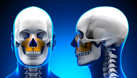 男性上颌骨骨颅骨解剖蓝色的概念