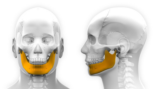 颚骨和颌骨图片