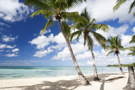 棕榈树热带海滩上