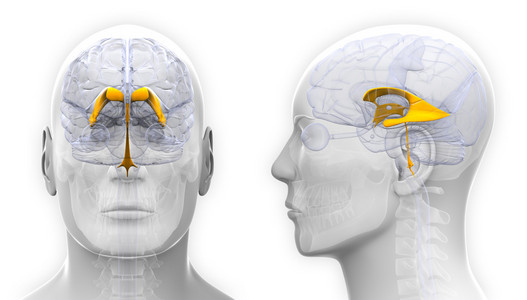 男性的大脑解剖上白色孤立 Venctricles