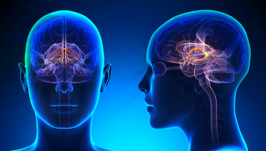 女性大脑边缘系统的大脑解剖蓝色的概念