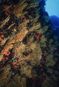 在地中海的黄柳珊瑚图片