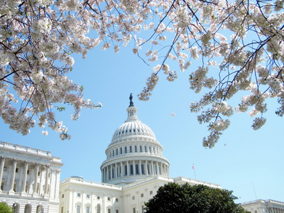 华盛顿的樱花和国会大厦 2010 年